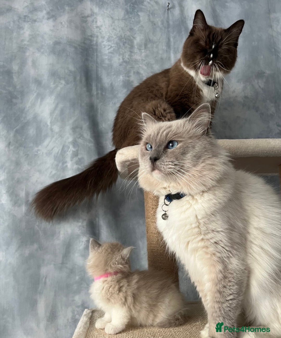 Ragdoll cats for sale: Blue mitted light mink  - Image 13