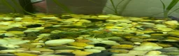 Shrimps fish for sale: Blue Jelly Neocaridina Shrimp in Derby - Advert 3