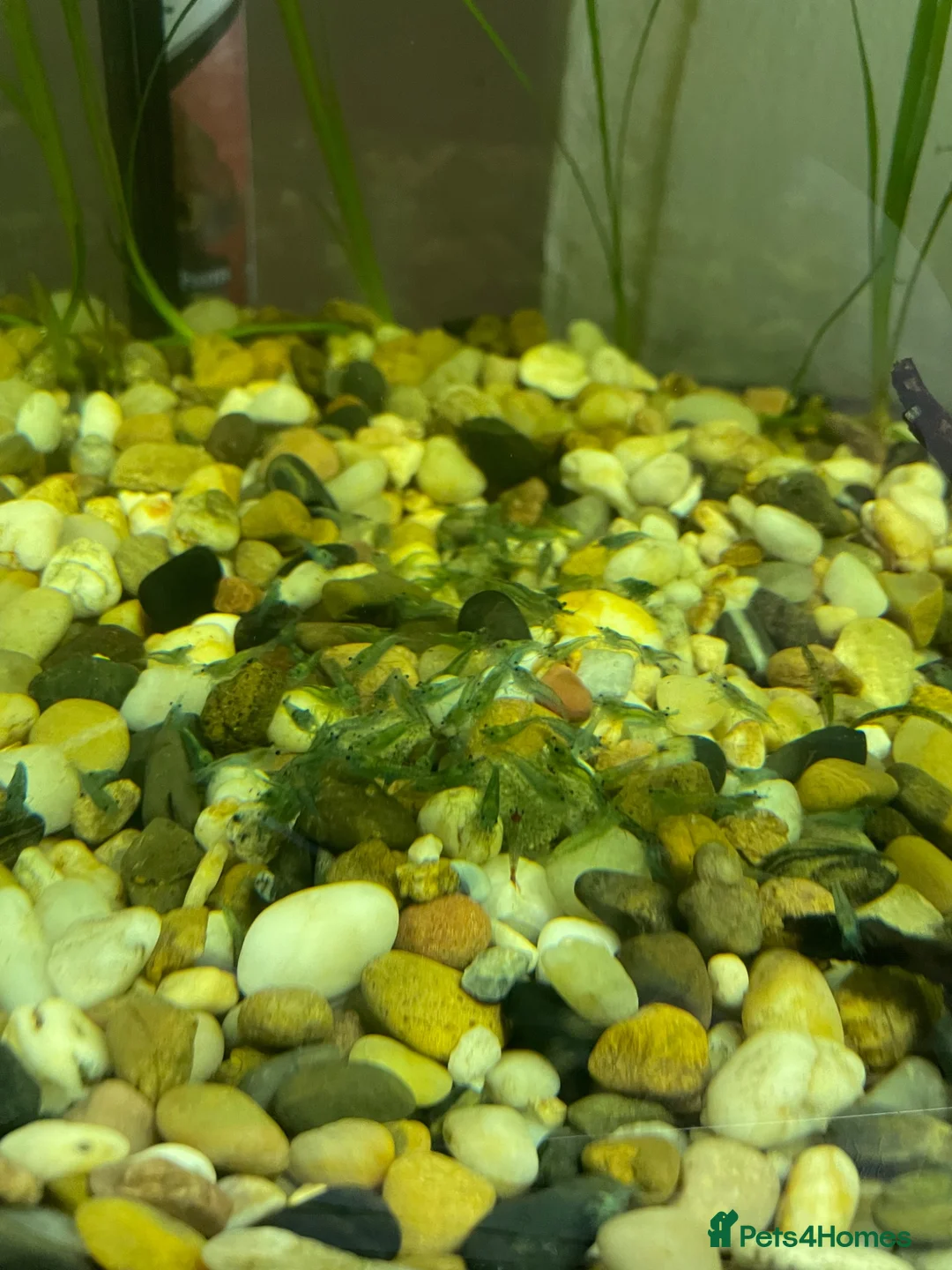 Shrimps fish for sale: Blue Jelly Neocaridina Shrimp in Derby - Advert 3