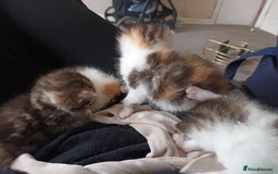 Mixed Breed cats for sale: 2 female kittens free to good home - Image 4