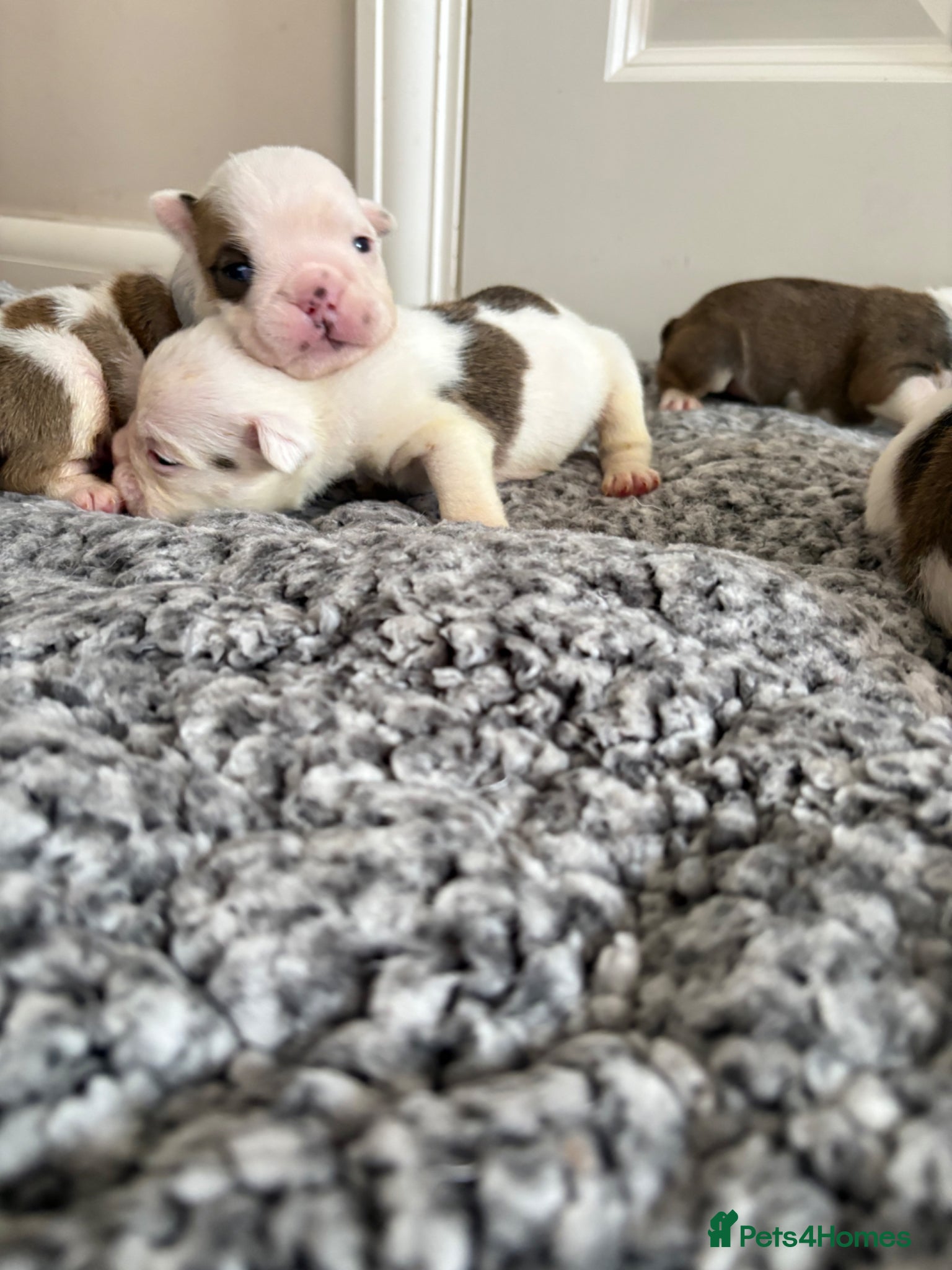 English Bulldog dogs 🐾 KC REG ENGLISH BULLDOG PUPPIES TRADITIONAL  🐾 - Advert 2