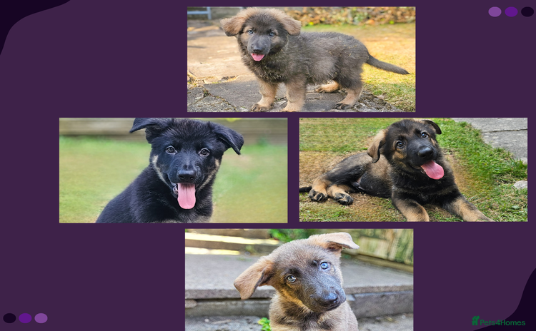 German Shepherd dogs - Advert 2