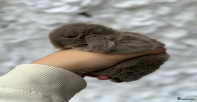 Mini Lop rabbits - Advert 3