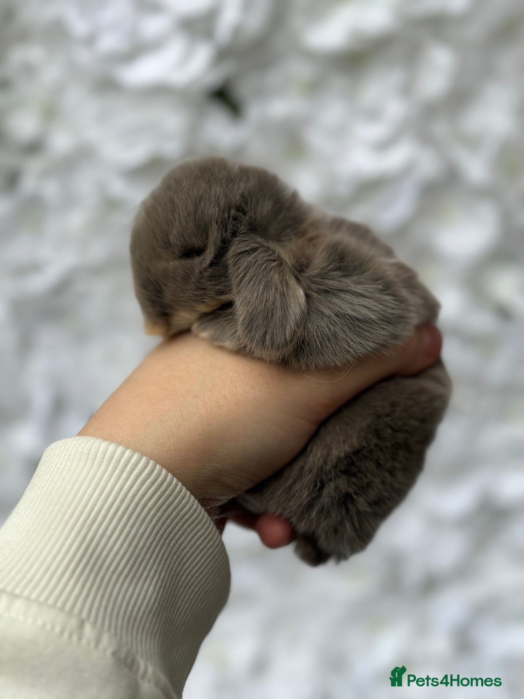 Mini Lop rabbits for sale: Beautiful pure mini lops  - Image 2