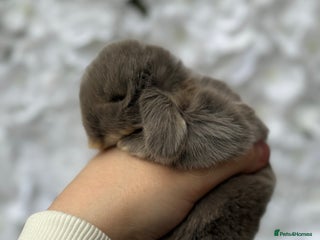 Mini Lop rabbits - Advert 24