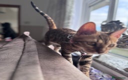 Bengal cats for sale: Bengal Cat  - Image 2