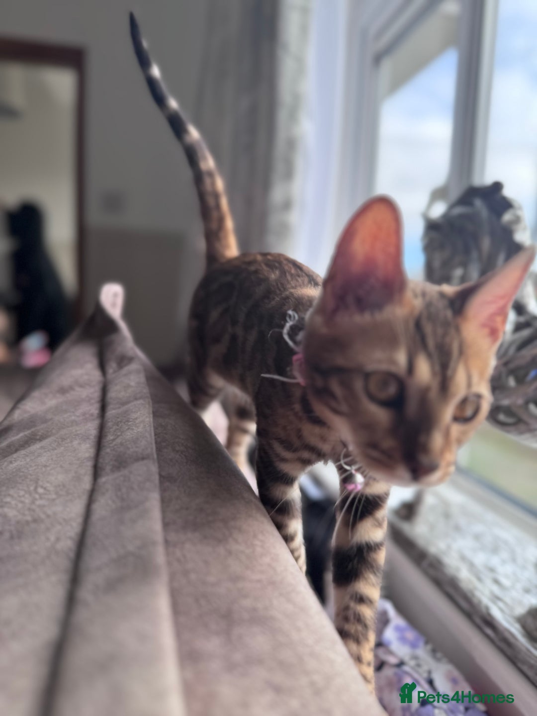 Bengal cats for sale: Bengal Cat  - Image 2