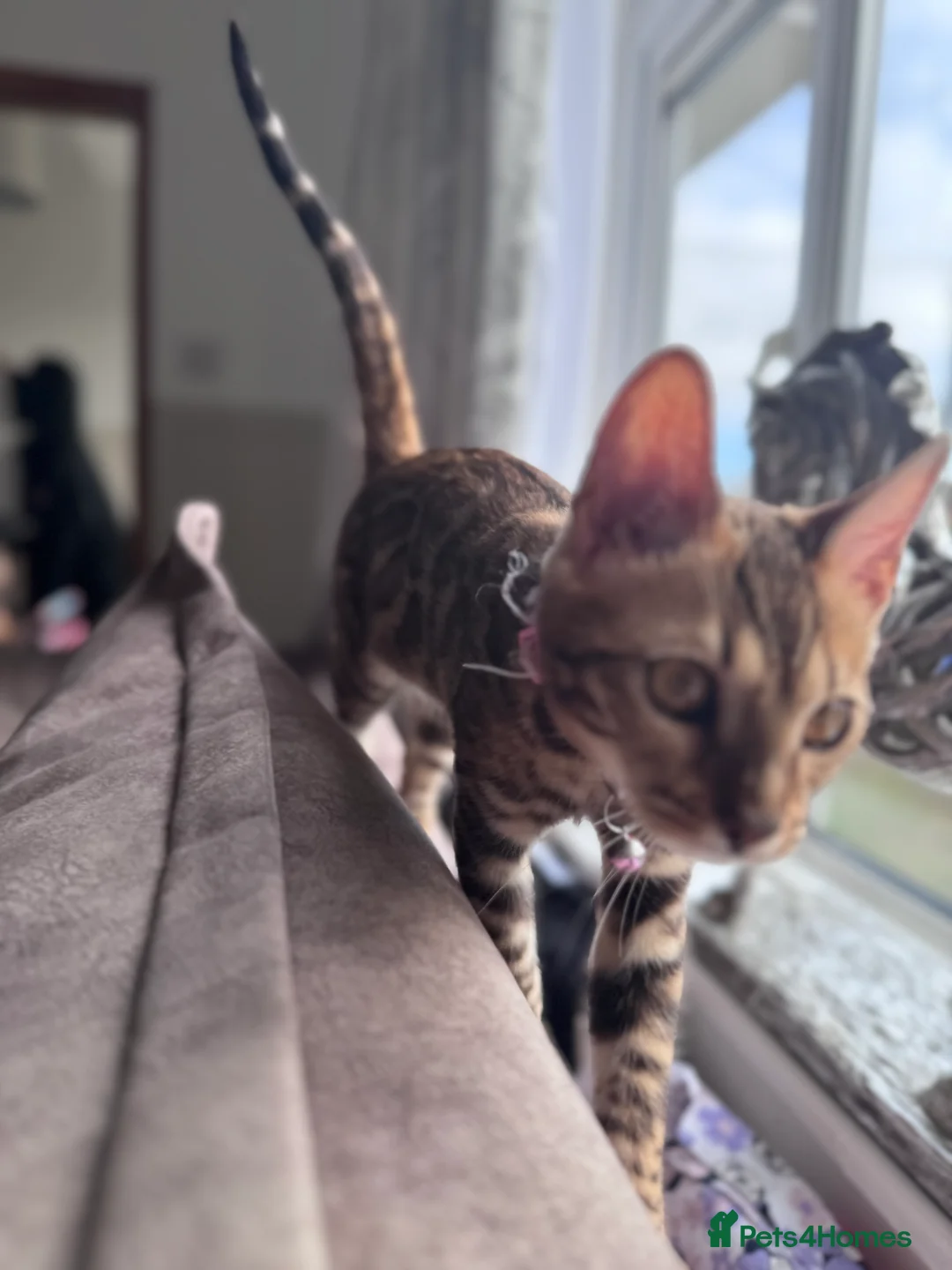 Bengal cats for sale: Bengal Cat  - Advert 2