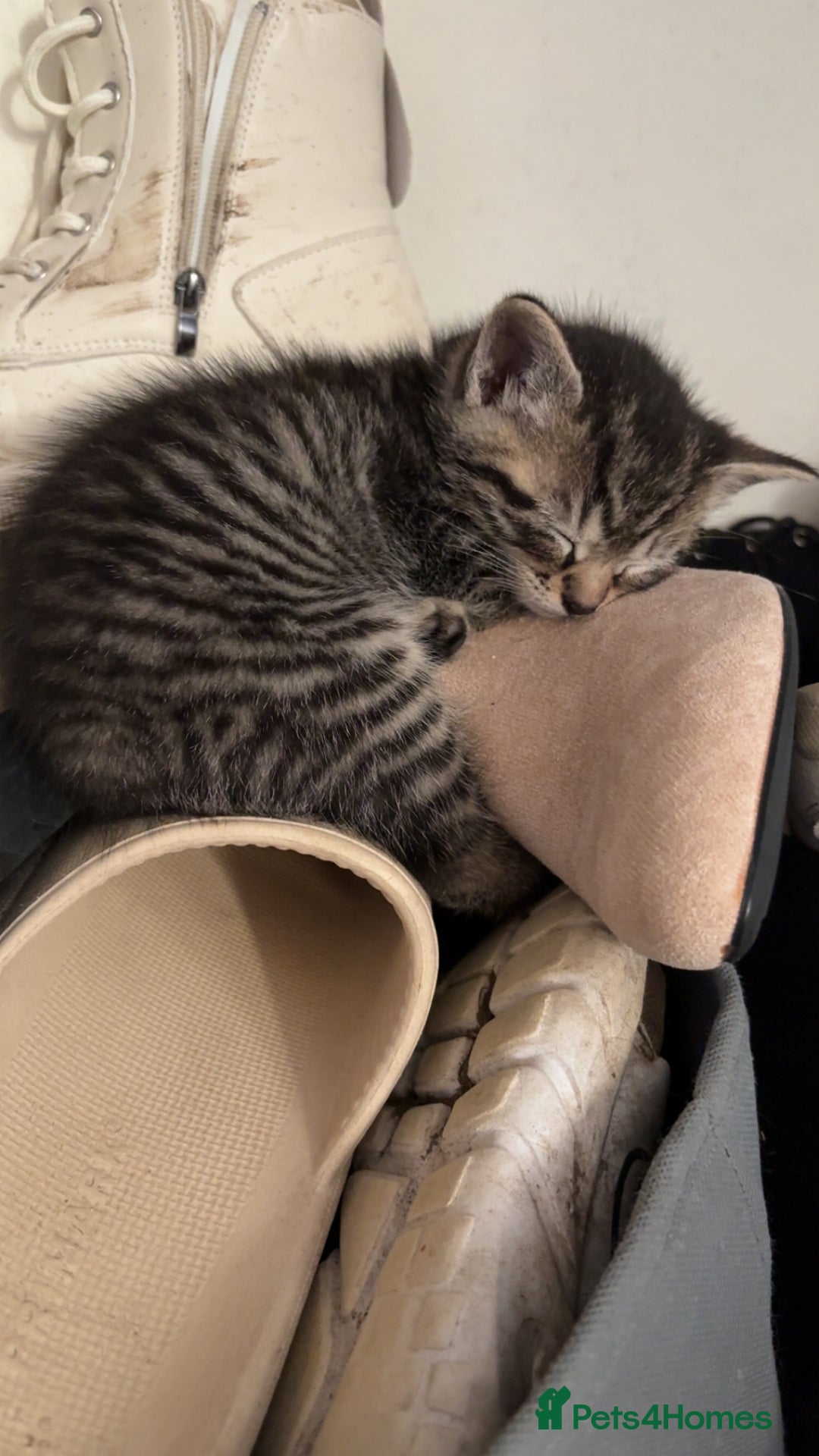 Mixed Breed cats for sale: 3 BEAUTIFUL BOYS READY TO GO 7/1 - Advert 3