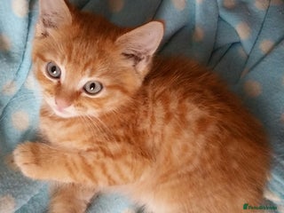 Russian Blue cats ABSOLUTELY BEAUTIFUL RUSSIAN BLUE KITTENS 8 WEEKS - Advert 8