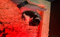 German Wirehaired Pointer dogs for sale: Litter born Monday 22nd, 5 boys, 2 girls left, - Image 17