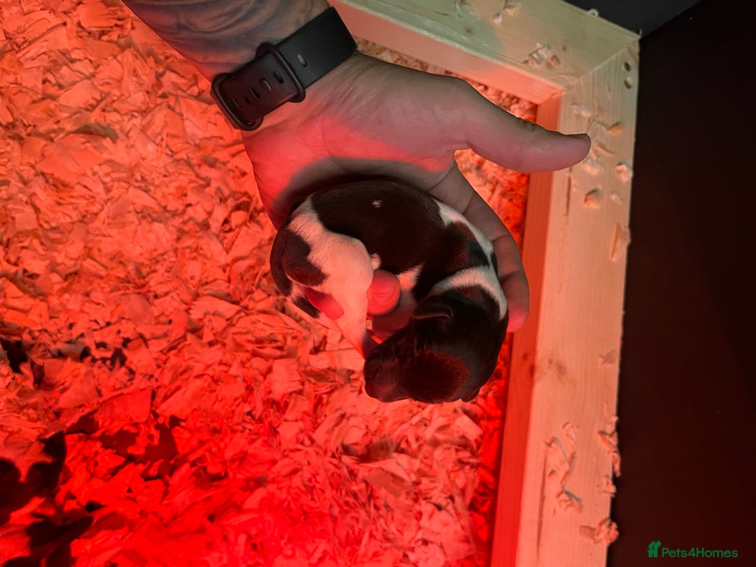 German Wirehaired Pointer dogs for sale: Litter born Monday 22nd, 5 boys, 2 girls left, - Image 17