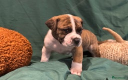 Boerboel dogs for sale: Outstanding Boerboel puppies - Image 5