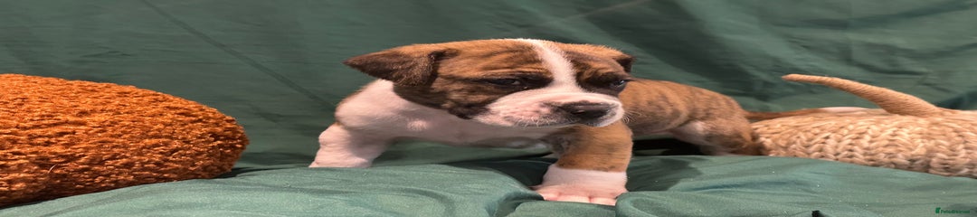 Boerboel Puppy 5