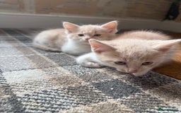 Ragdoll cats for sale: Part rag doll cream/white boy kittens ready now - Image 3