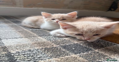 Ragdoll cats - Advert 15