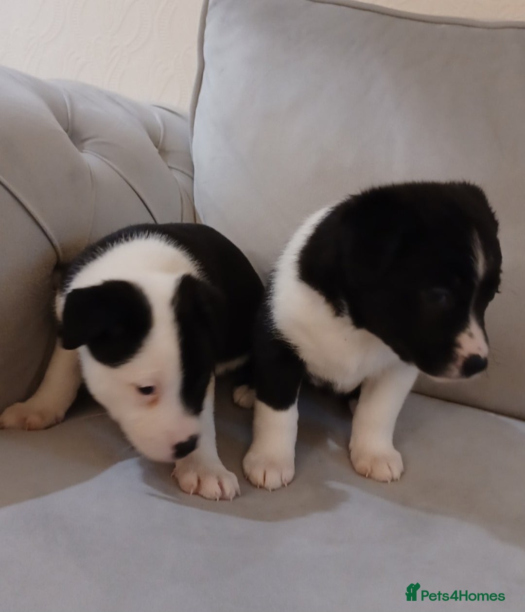 Border Collie dogs for sale: PBC Puppies - Border collie  - Advert 8