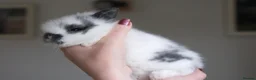 Lionhead rabbits for sale: 🐇Beautiful LionHead Rabbits 🐇 in Diss - Advert 2