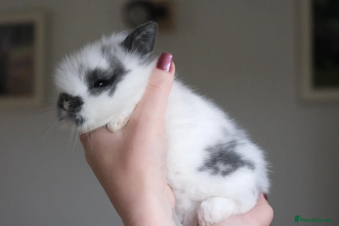Lionhead rabbits for sale: 🐇Beautiful LionHead Rabbits 🐇 in Diss - Advert 2