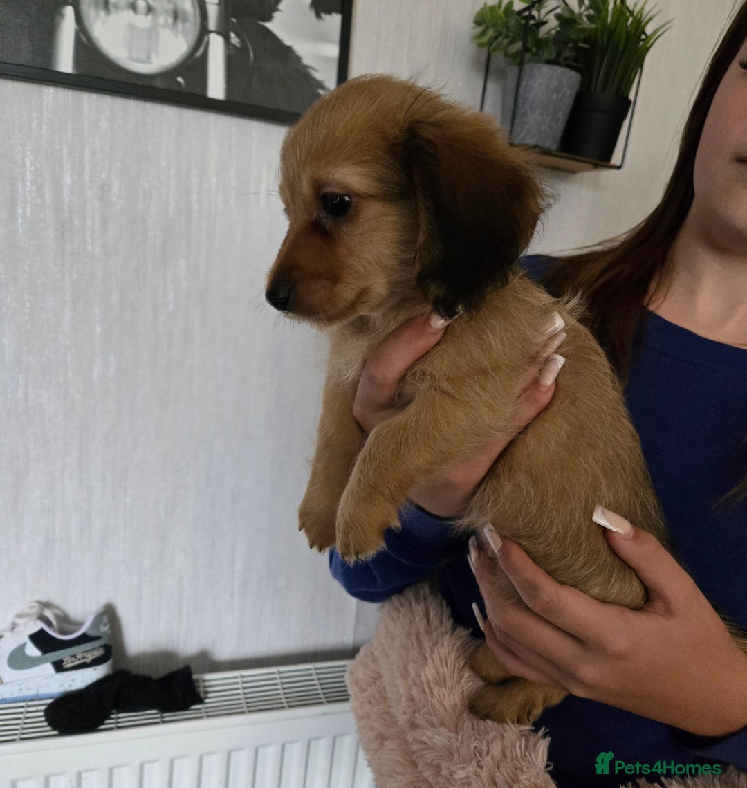 Chiweenie dogs for sale: Male chweenie - Image 2