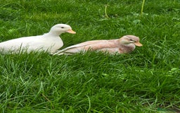 Ducks poultry for sale: Breeder Quality Female Calls  - Image 3