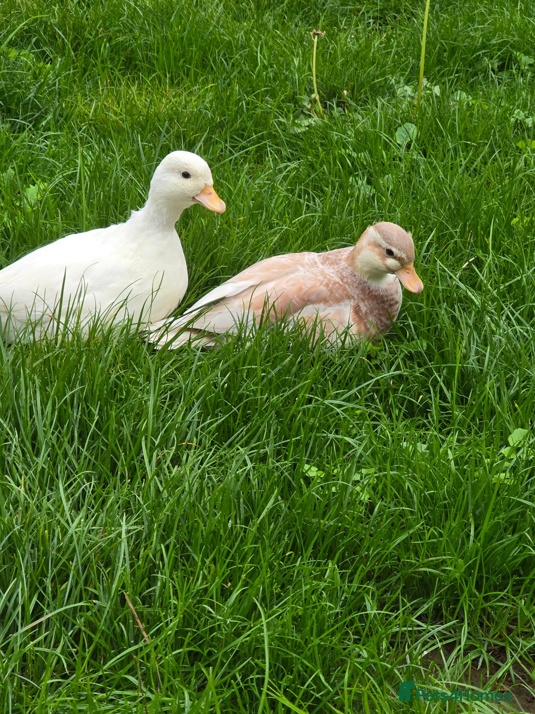 Ducks poultry for sale: Breeder Quality Female Calls  - Image 3