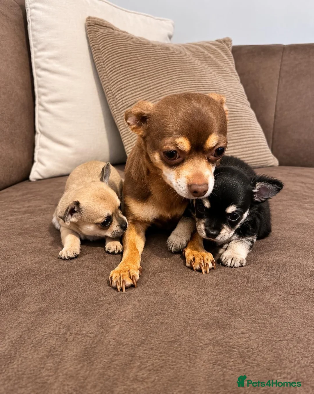 Chihuahua dogs for sale: Beautiful Chihuahua puppies  - Advert 8