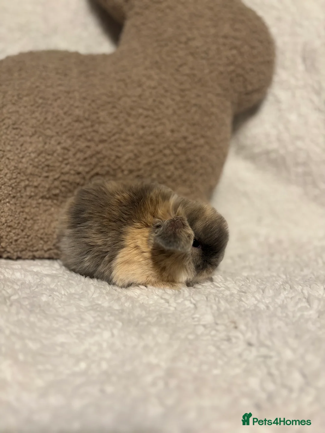 Mini Lop rabbits for sale: Mini lops 🐰 ready to reserve ✨  - Advert 2