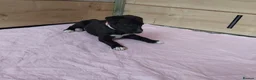 Lurcher dogs for sale: Bedlington greyhound x bull lurcher pups - Advert 4