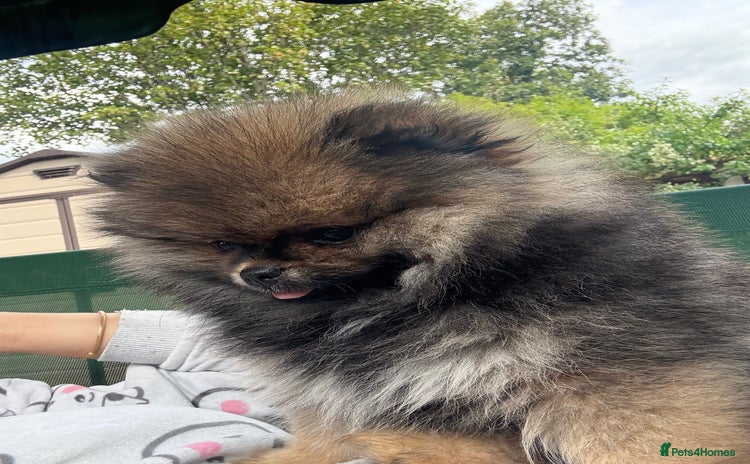 Pomeranian dogs - Advert 1