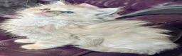 Ragdoll cats for sale: TICA Reg Rare Cherubim Ragdolls - Advert 16