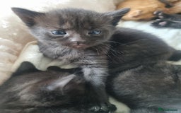 Mixed Breed cats for sale: Mixed tortoiseshell/British short-hair  - Image 13