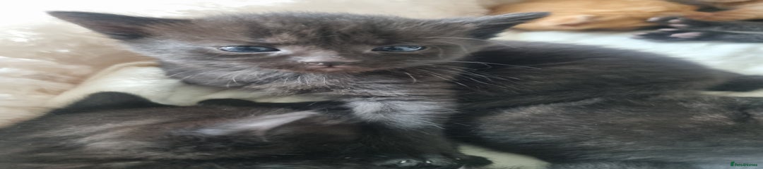 Mixed Breed Kitten 6