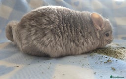 Chinchilla rodents for sale: Young adult and baby chinchillas RPA/RPAC - Image 10