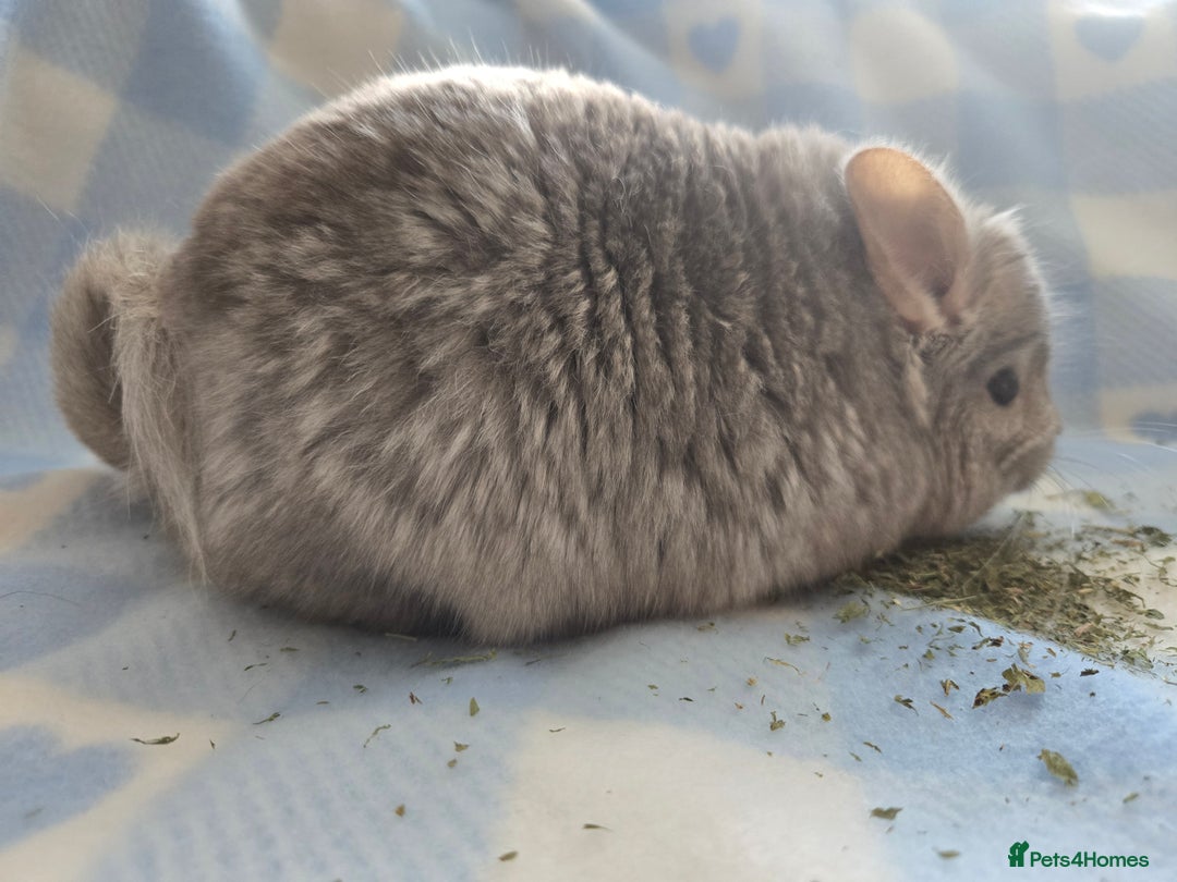 Chinchilla rodents for sale: Young adult and baby chinchillas RPA/RPAC - Image 10