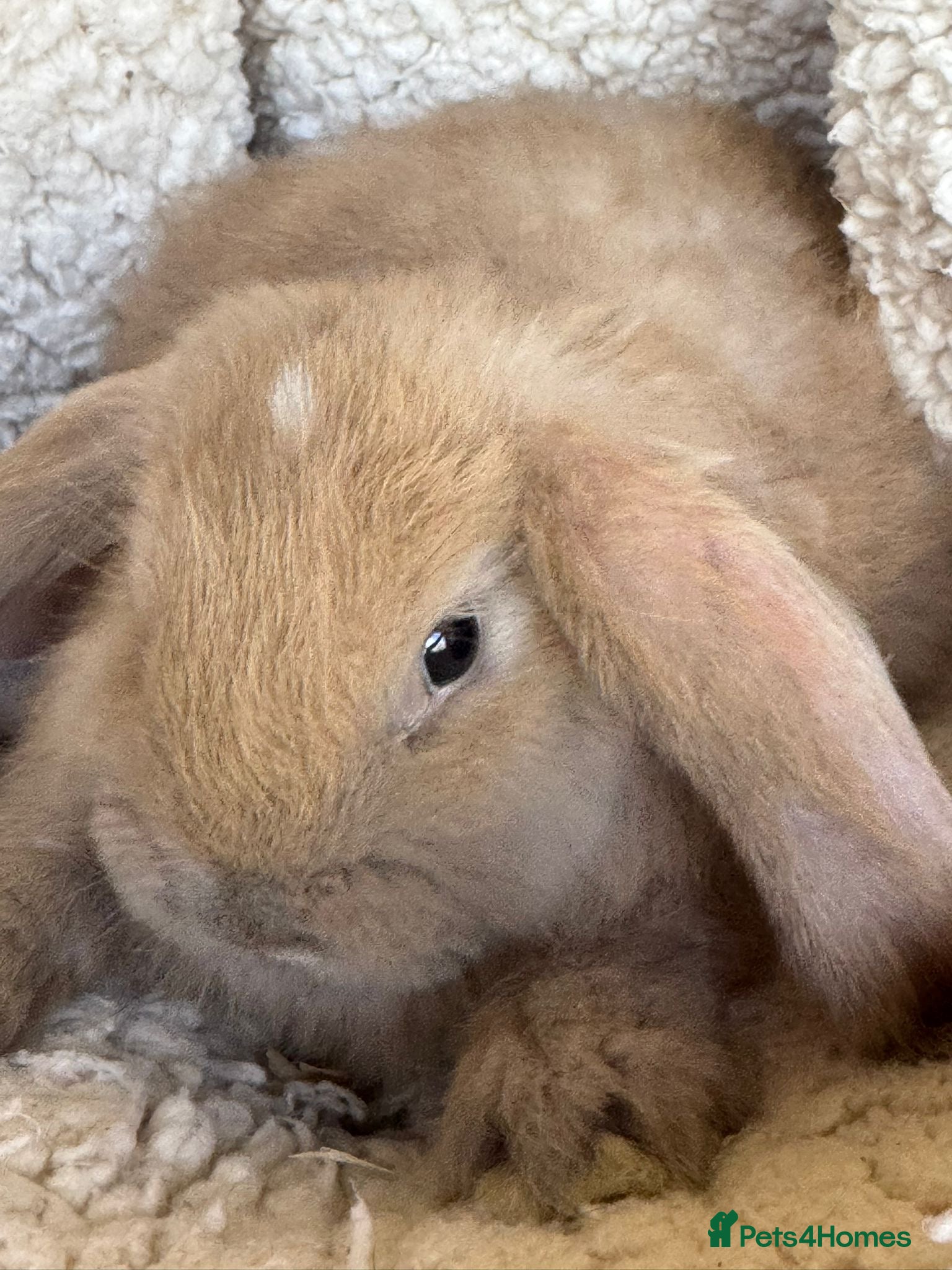 French Lop rabbits Purebred French Lop baby bunnies for sale  - Advert 1