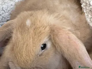 French Lop rabbits Purebred French Lop baby bunnies for sale - Advert 1