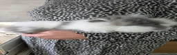Lionhead rabbits for sale: Double main lionhead baby rabbits  in Cannock - Advert 8