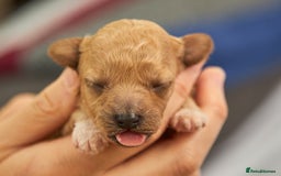 Cavachon dogs for sale: Cavapoochon Puppies Ready 19th September - Image 5