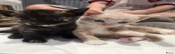 Mixed Breed cats for sale: 6x Gorgeous kittens - Advert 6