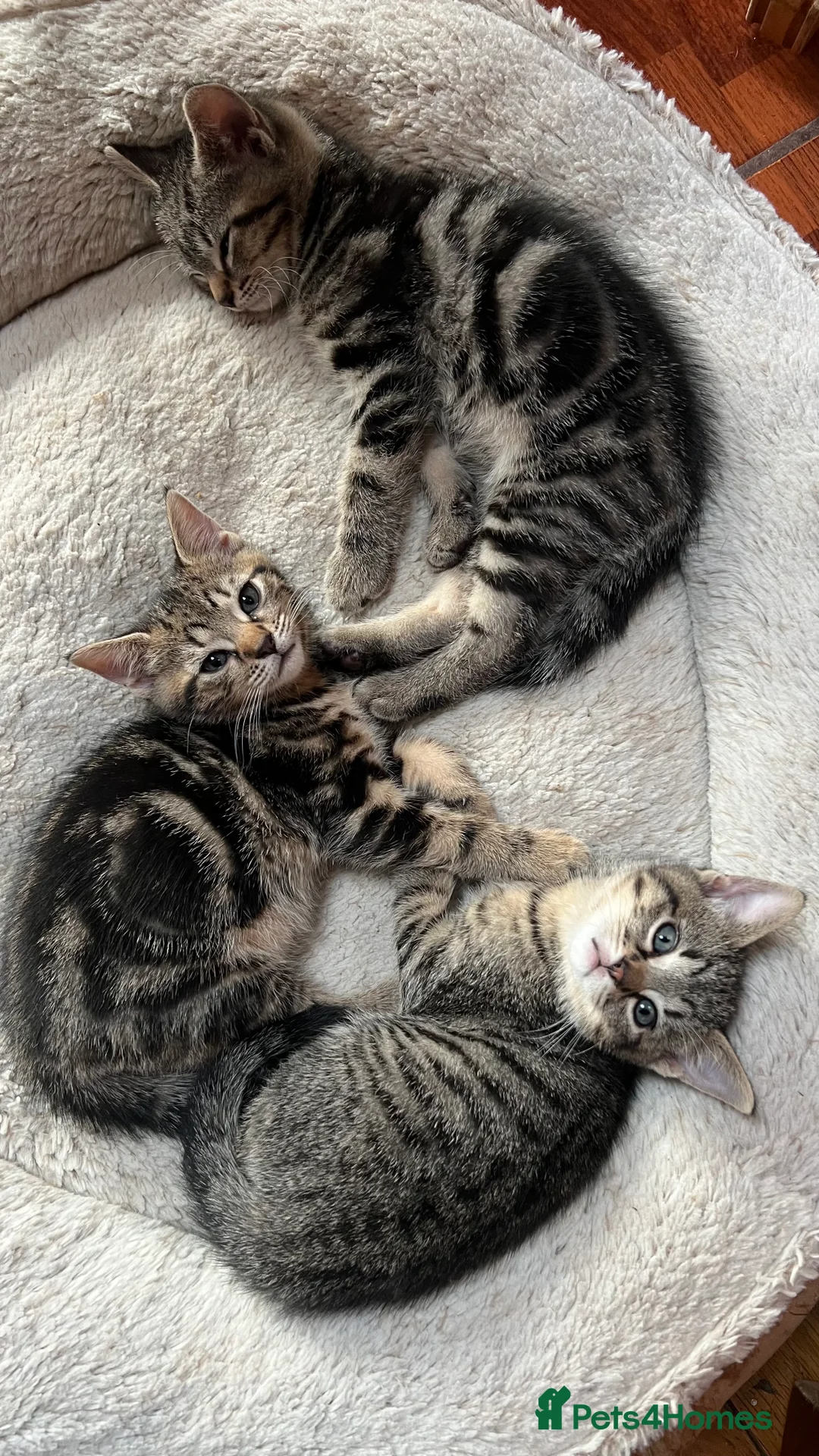 Mixed Breed cats for sale: Kittens - Advert 4