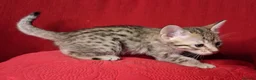 Savannah cats for sale: Super spotty Savannah kittens - Advert 12