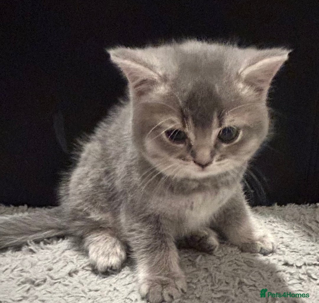 British Shorthair cats for sale: Beautiful British Shorthair kittens  - Advert 22