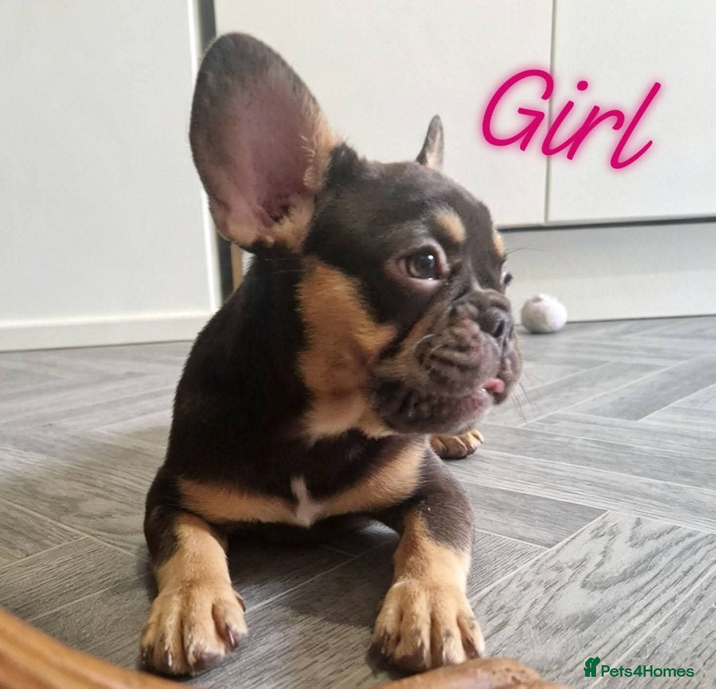 French Bulldog dogs 🌟REDUCED🌟only one girl left - Advert 1