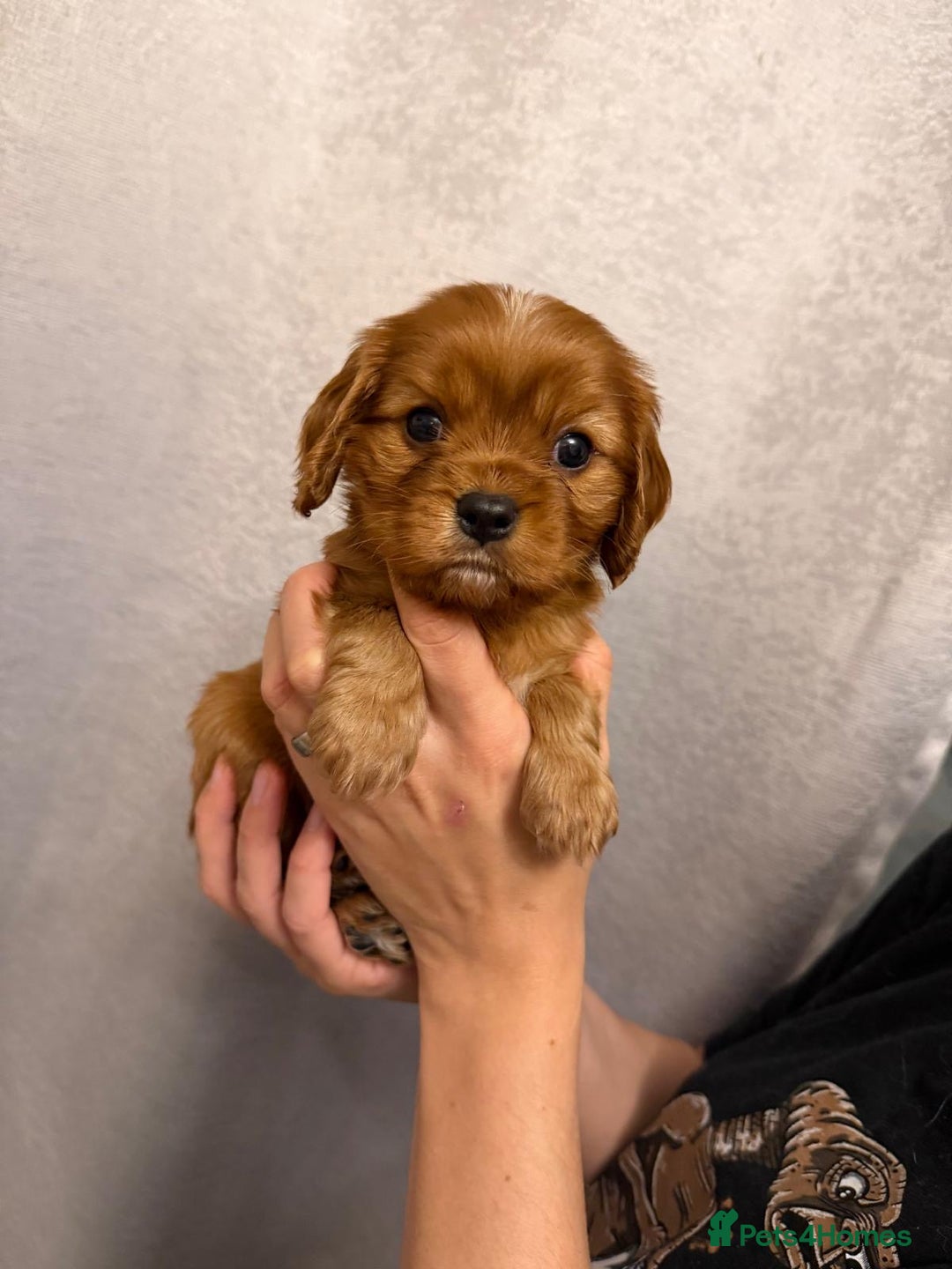 Cavalier King Charles Spaniel dogs for sale: Beautiful KC Registered Boy ✨ Health Tested ✨ - Advert 34