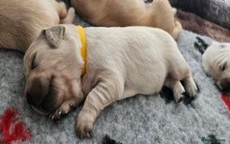 Golden Retriever dogs for sale: Golden Retriever Puppies - you will Fall in love  - Image 22