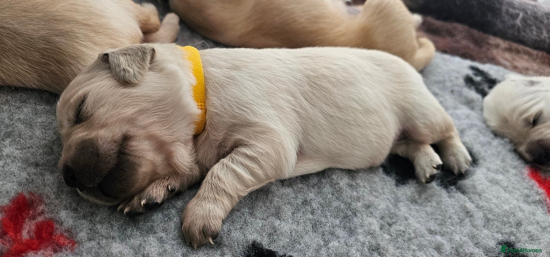 Golden Retriever dogs for sale: Golden Retriever Puppies - you will Fall in love  - Image 22