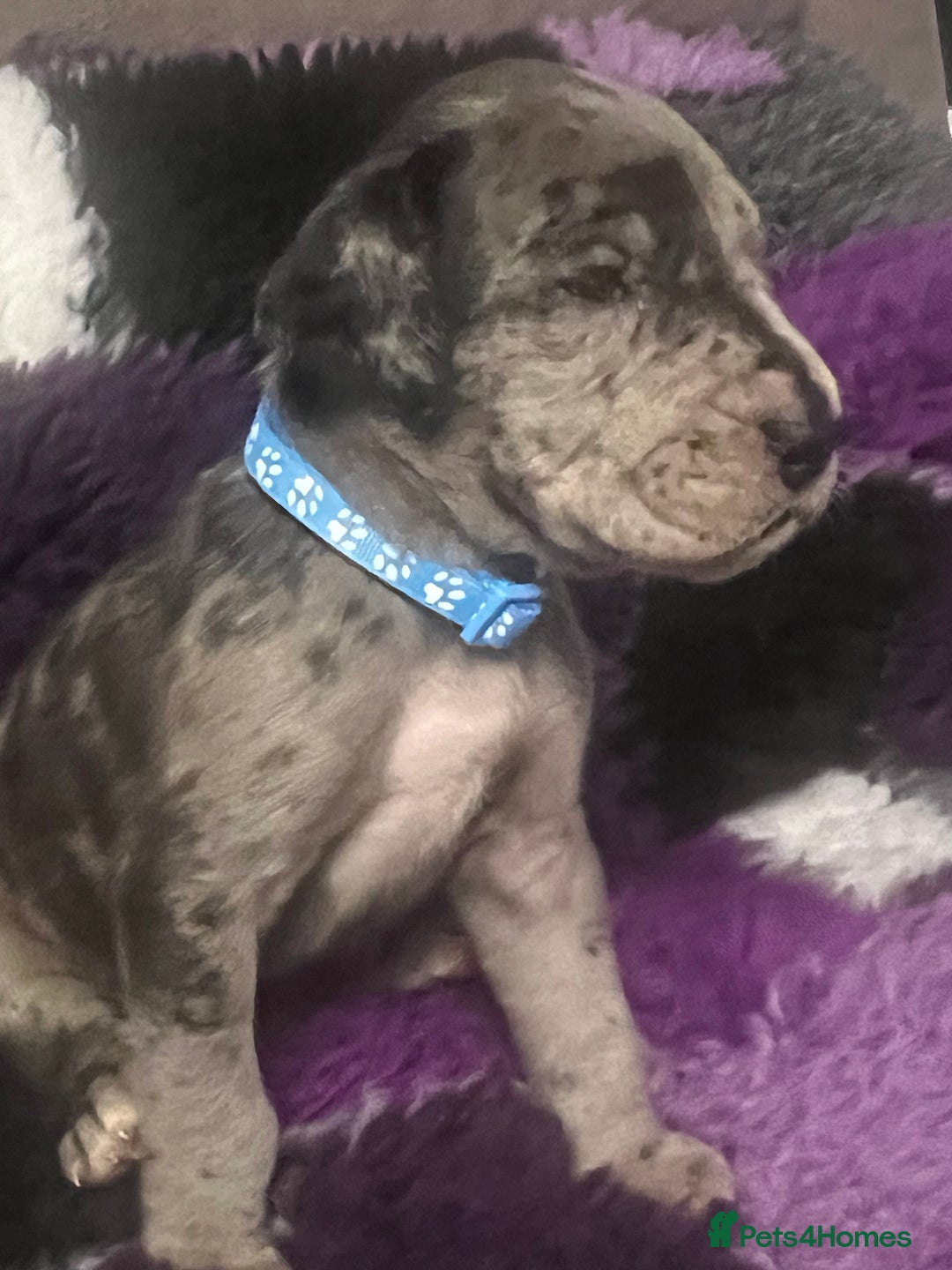 Great Dane dogs for sale: OUTSTANDING PURE BRED GREAT DANE PUPPIES FOR SALE - Image 11