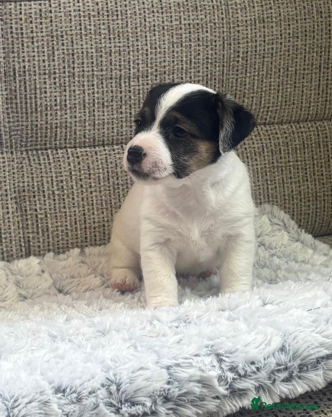 Jack Russell dogs for sale: Gorgeous short-legged Jack Russell Puppies! - Advert 18