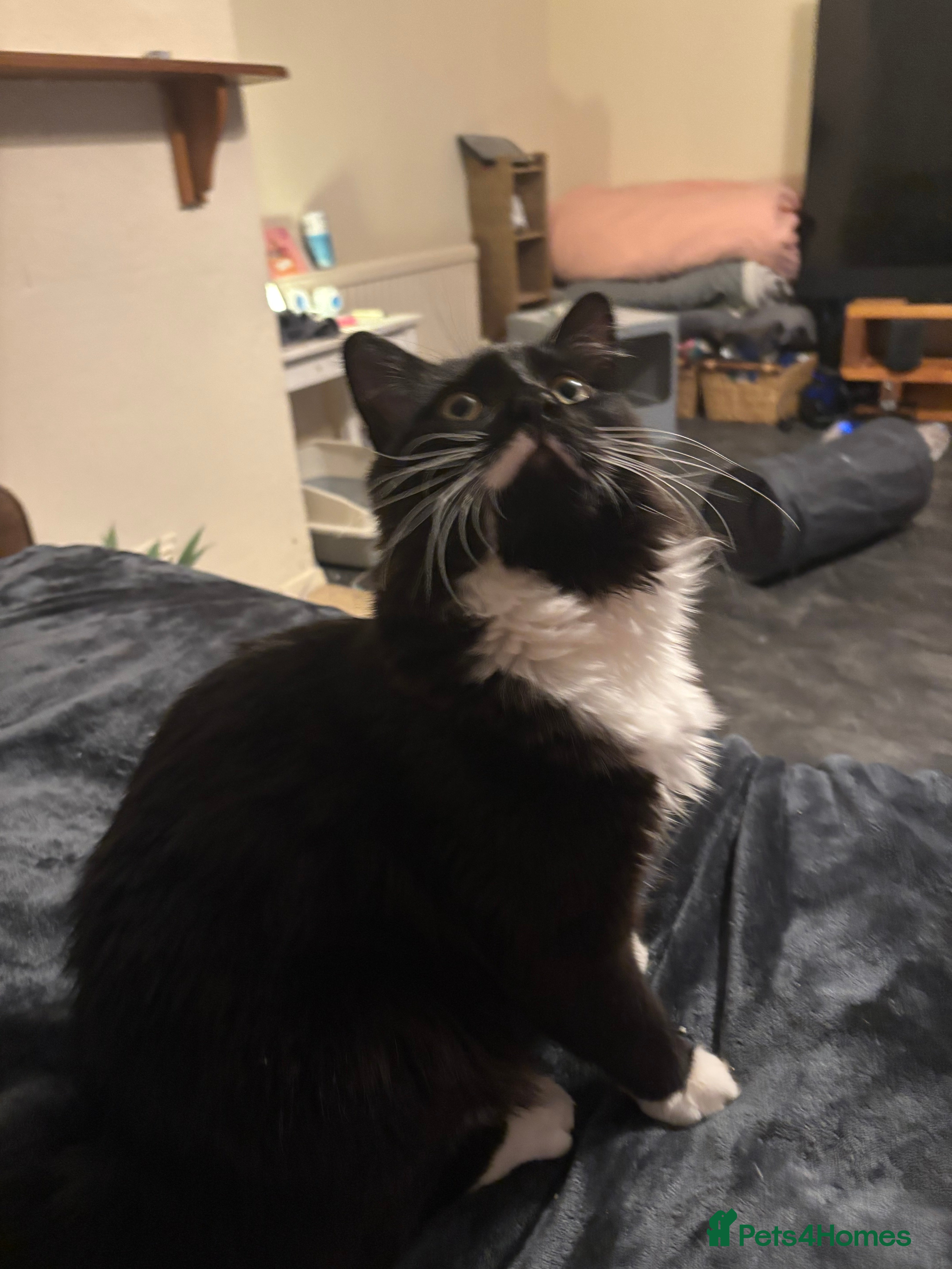 Mixed Breed cats Duke the HOUSE CAT. in Haslemere - Advert 2